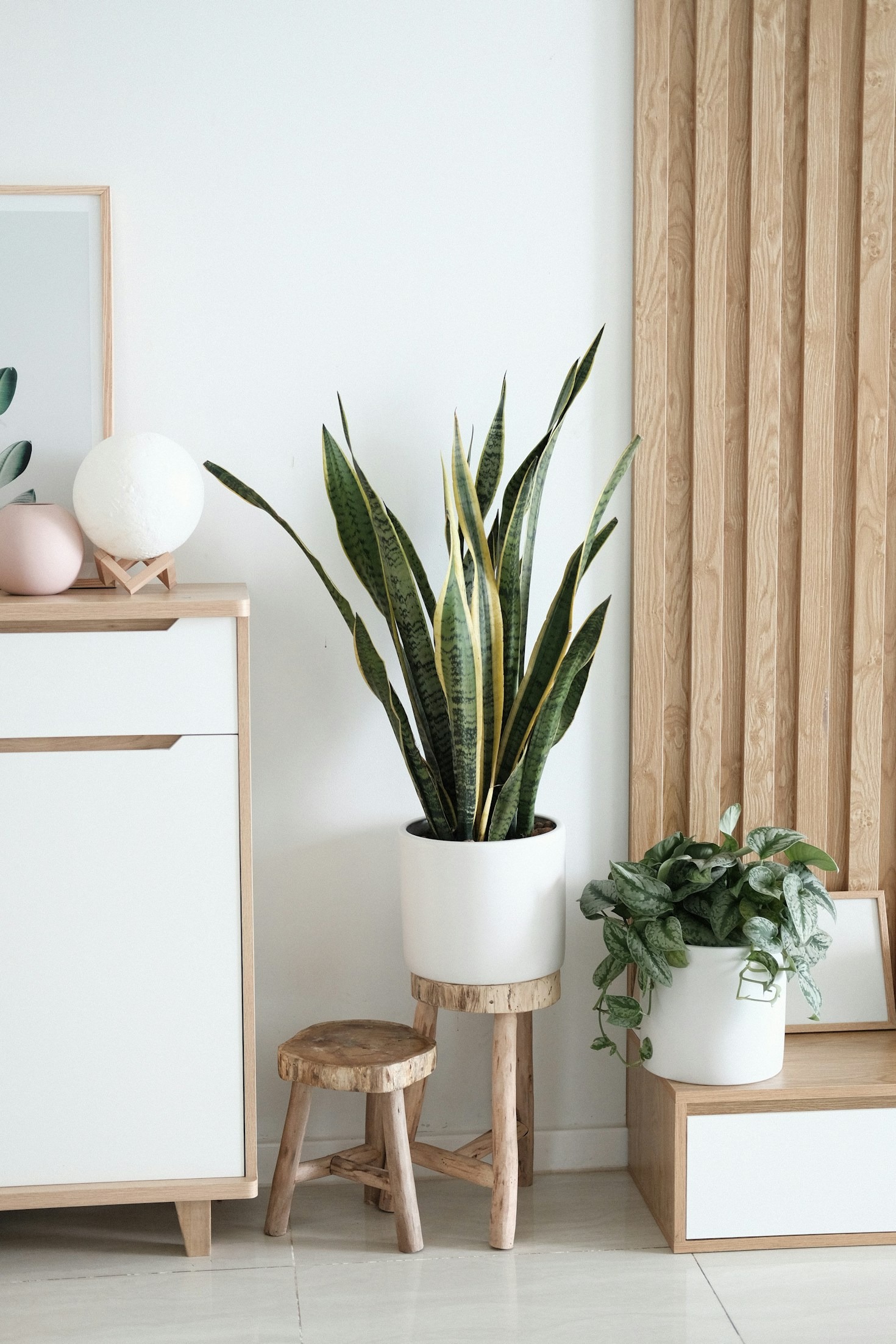10 Beginner Tips for Thriving Indoor Plants