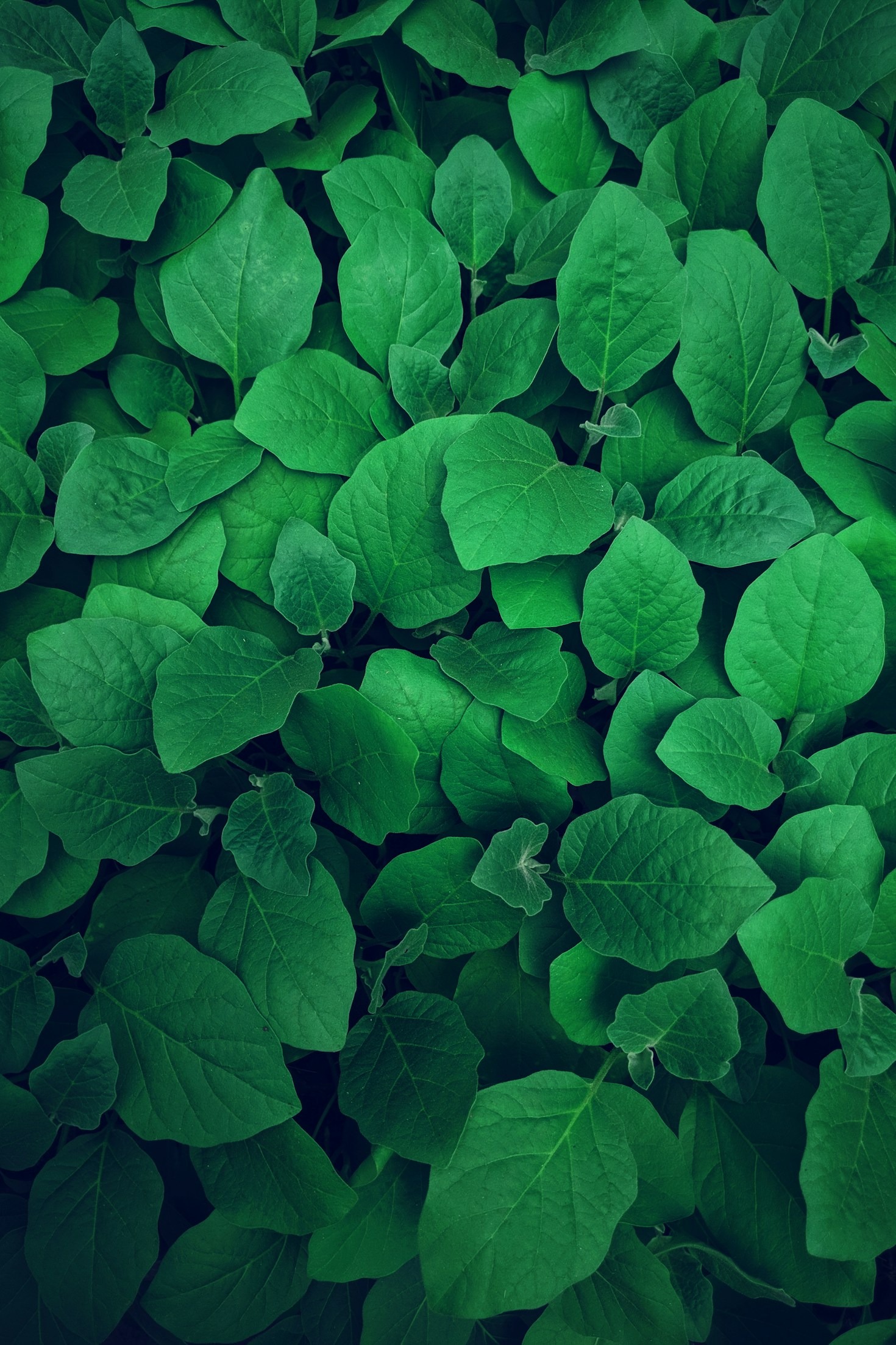 How to Design a Lush Outdoor Garden