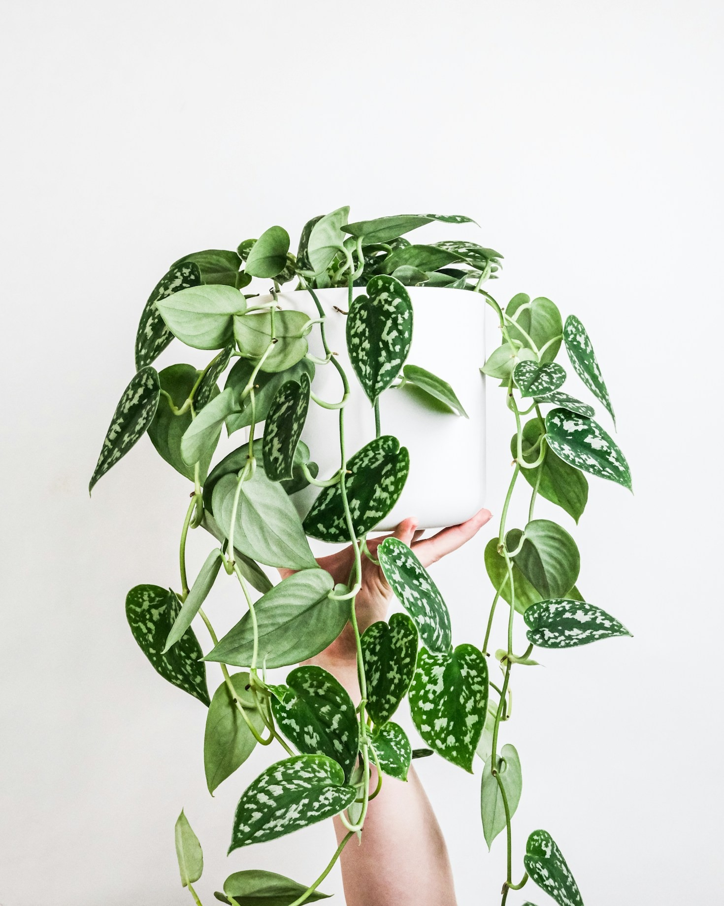 Top Low-Maintenance Plants for Busy People