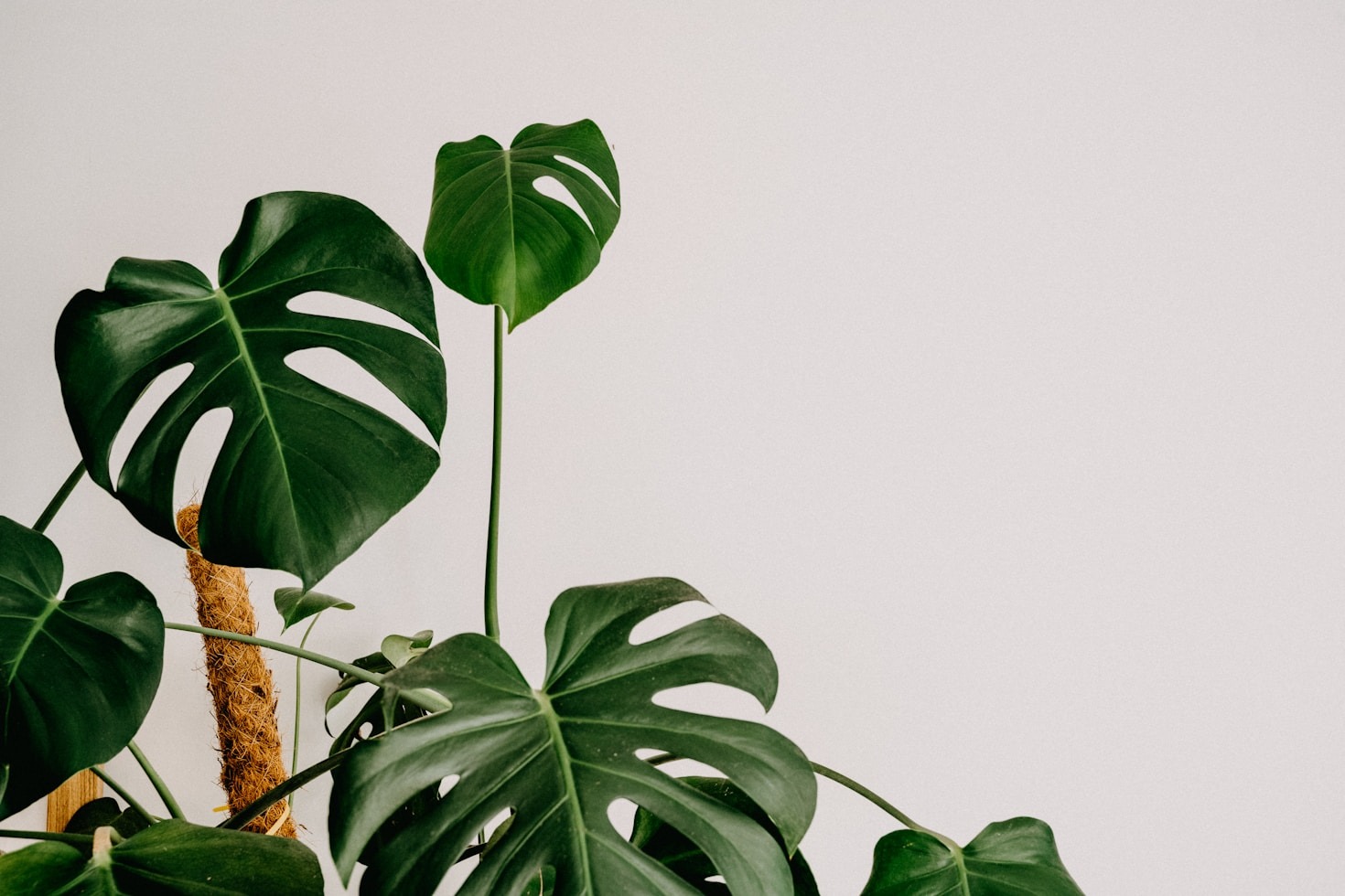 The Science Behind Keeping Plants Happy