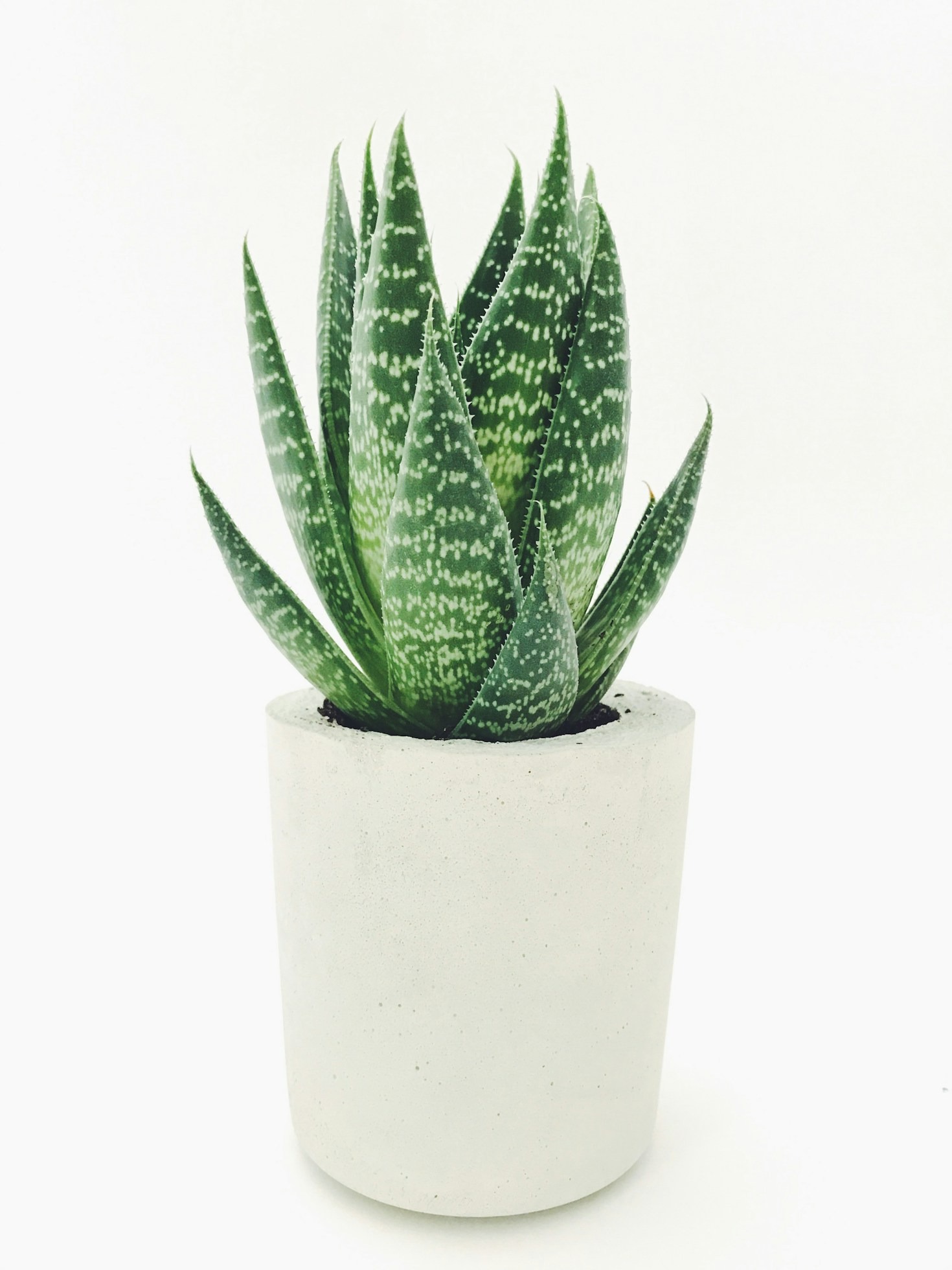 Transforming Small Spaces with Green Design