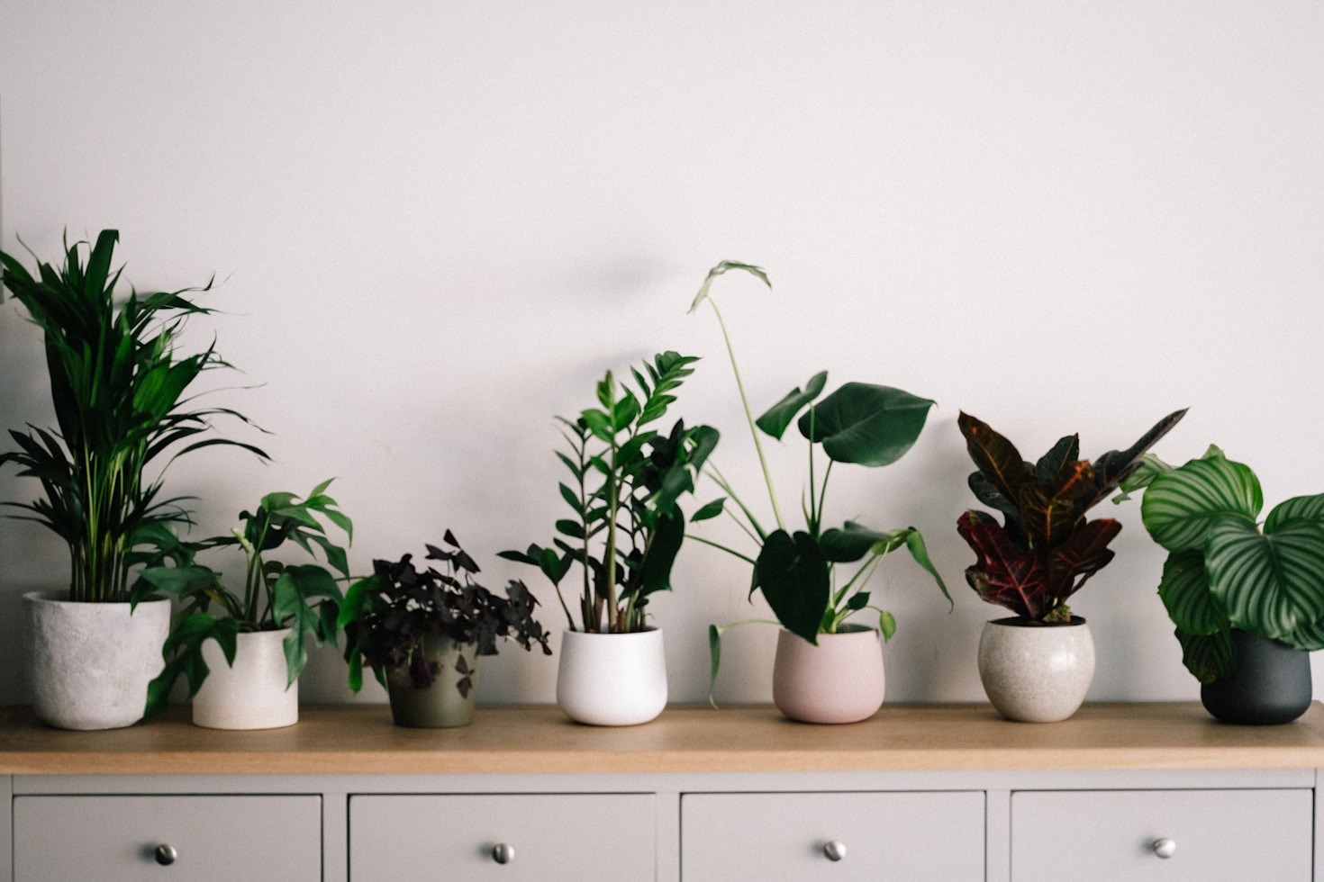 How to Revive and Care for Wilting Plants