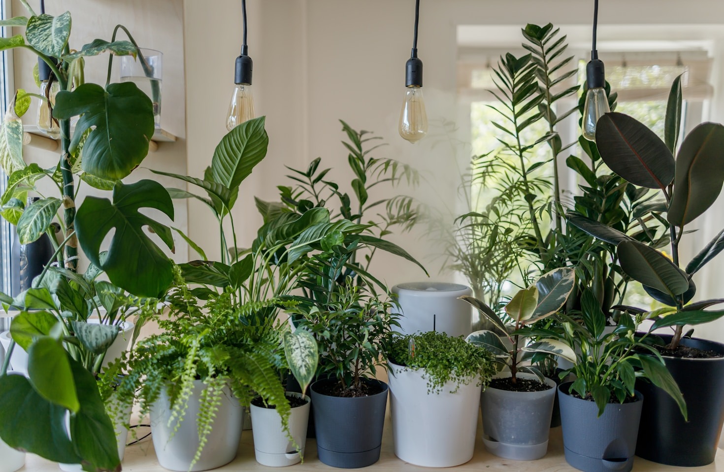 Seasonal Plant Care: What to Do Each Month